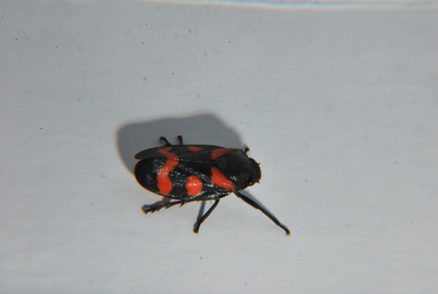 Cercopis sp.